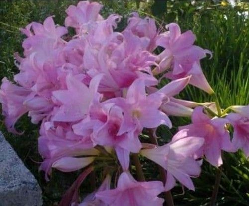 Cipolla amaryllis belladonna - cipolla,