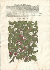 Stampa antica MATTIOLI