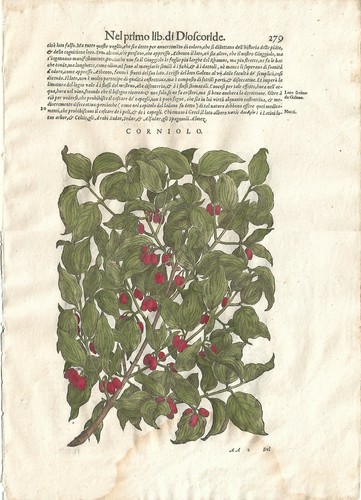Stampa antica mattioli - stampa,