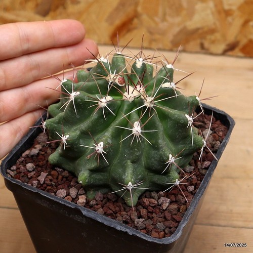 Ferocactus hamatacanthus vaso - ferocactus,