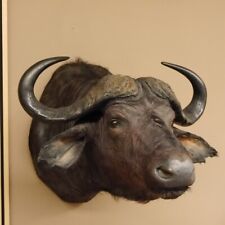 Kaffernbüffel Bufalo B 85 CM