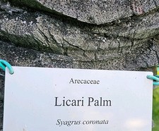 Rare Licari Palm Seeds