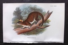 Lloyds - Stampa nativa