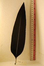 PENNA PER CAPPELLO ALPINO NERA