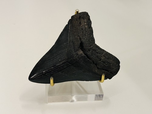 Dente megalodonte americano - di,