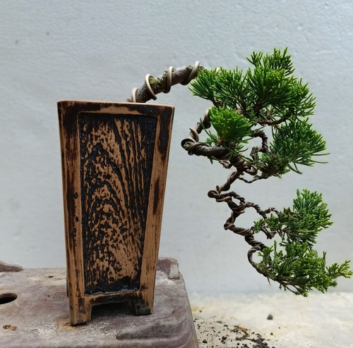 Bonsai albero vivo - bonsai, di
