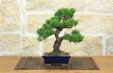 Bonsai di Pino Pentaphilla