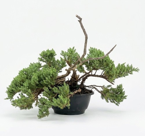 Bonsai ginepro tanuki legno - ginepro,