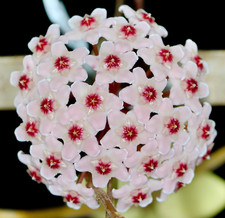 Hoya carnosa -  - fiore di