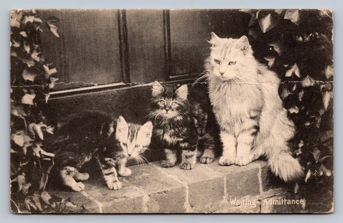 Postcard cat and two - postcard,