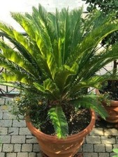  CYCAS(20 età, 1m.30 x 90), in Vaso di Terracotta Senese decorato ( 60h x 80l). 