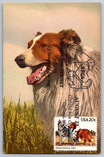 2100 cani alaskan malamute - cani, &