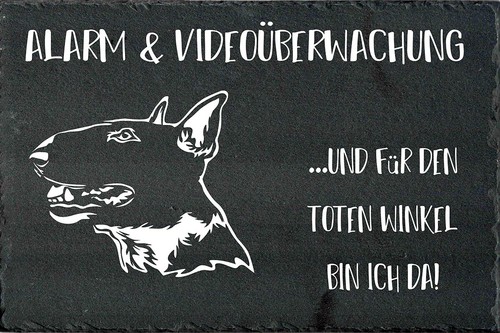 Bull terrier cartello - terrier, di