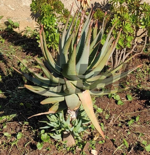 Aloe caesia pianta grassa - , da