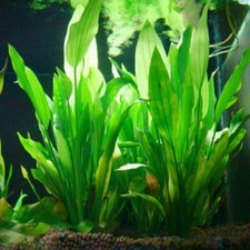 Plastica artificiale Erba dell'acqua Per il pesce acquario Pianta verde