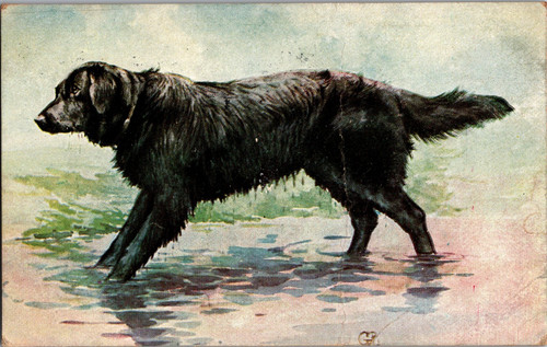 Cartolina labrador retriever - cartolina,