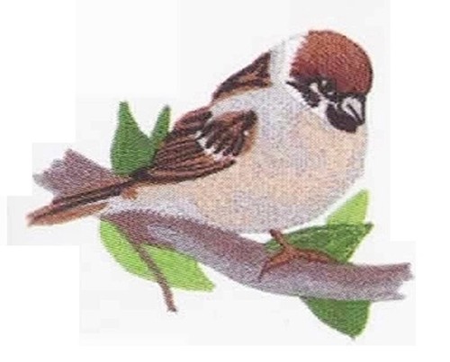 Macchina ricamo disegni - macchina,