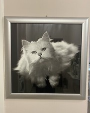 Quadro Gatto Bianco