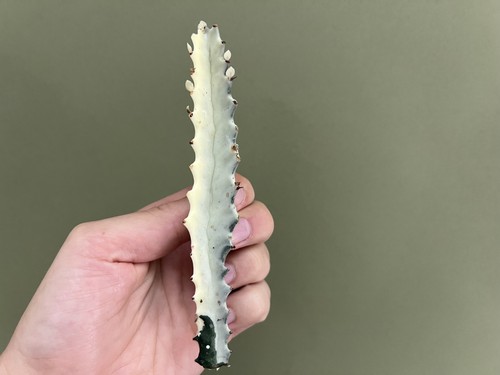 Euphorbia lactea propaggine