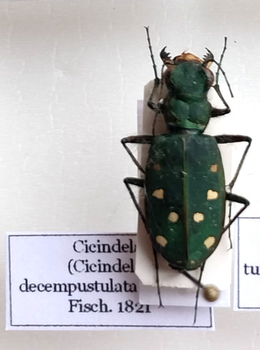 Carabidae cicindela - carabidae,,