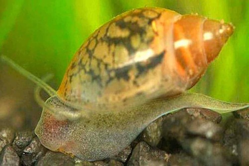 Physa planorbarius - 30,