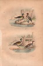 Stampa antica ANATRE GERMANO REALE FISCHIATRICE CRESTATA Buffon 1853 Old print