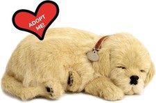 Golden Retriever - Il cucciolo