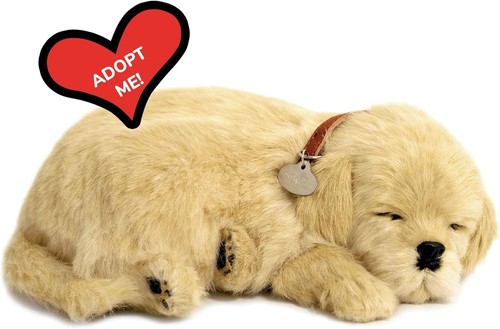 Golden retriever il cucciolo - retriever,