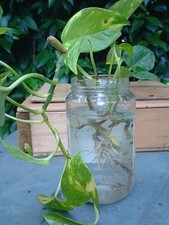 POTHOS Piante Con Radici Acqua Purificano l'aria Buone anche X Acquario