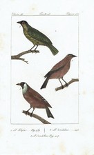 CARDELLINO GOLDFINCH - Incisione 1800 Buffon Uccelli Ornitologia Hornitology