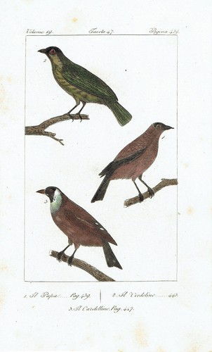 Cardellino goldfinch - cardellino,