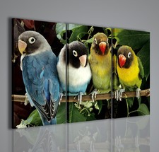 QUADRI MODERNI AGAPORNIS QUADRO MODERNO ARREDAMENTO MODERNO 100x70cm