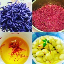 Bulbi di zafferano Sardo CROCUS SATIVUS calibro medio alto