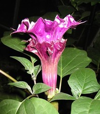 🔥 Tromba del diavolo Datura