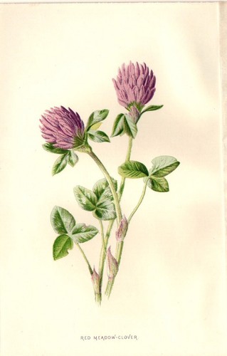 1890 trifoglio antica - 1890,