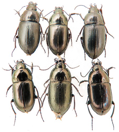 Carabidae amara lunicollis - lunicollis, 6