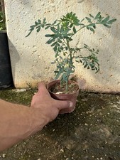 Pianta Ruta graveolens Bonsai