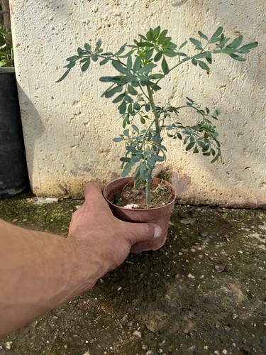 Pianta ruta graveolens bonsai - pianta,