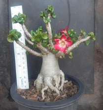 CORNO DORSET ADENIUM "Cha-Da-Pet"