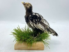Tassidermia Sebright pollo pulcino montato uccellino vintage fattoria animale da collezione