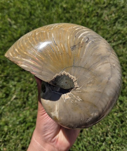 Raro grande fossile nautilus - fossile,