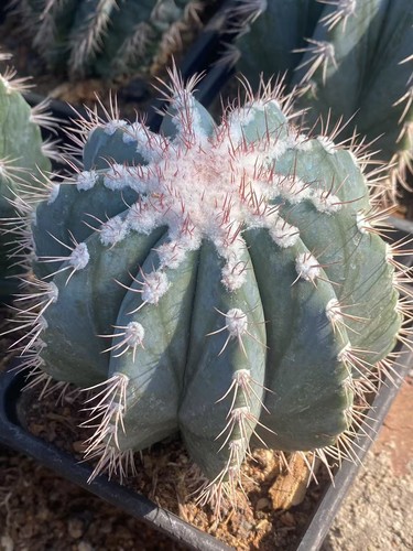 Melocactus azureus turk cap - melocactus,