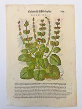 MATTIOLI Xilografia 1500 Botanica Erbario Piante "HORMINO" e "HORMINO SALVATICO"