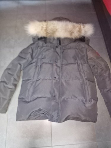 Canada goose - canada, m