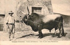 ds166 cartolina grosseto