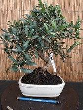Bonsai olivo 36cm - di, visita
