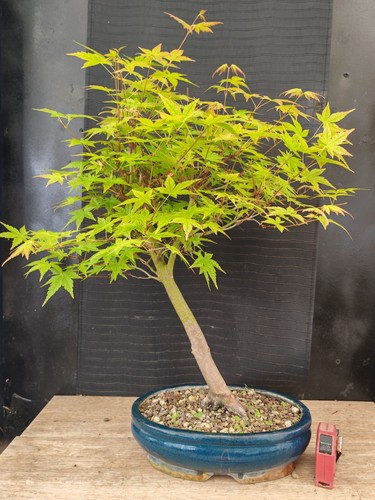 Bonsai acero palmato - di,
