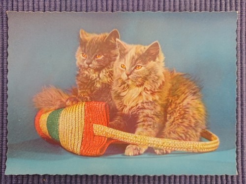 Vecchio cartolina gatti - 2,