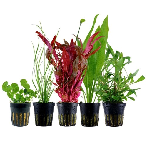 Piante set con sfondo - piante,