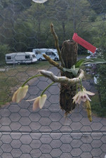 Rarità dendrobium parichii - raritÀ:,